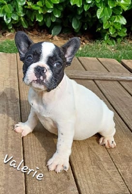 Les chiots de Bouledogue français