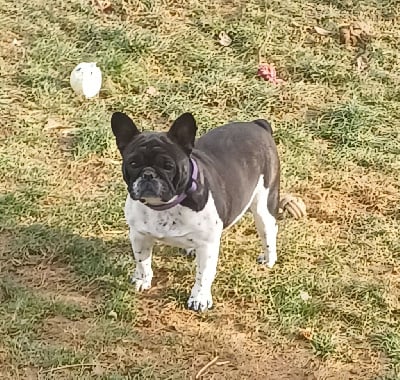 Les chiots de Bouledogue français