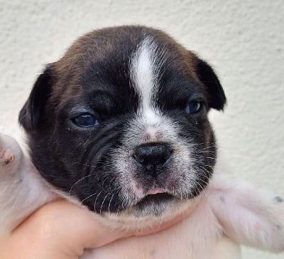 Les chiots de Bouledogue français