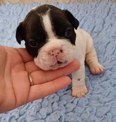 Les chiots de Bouledogue français