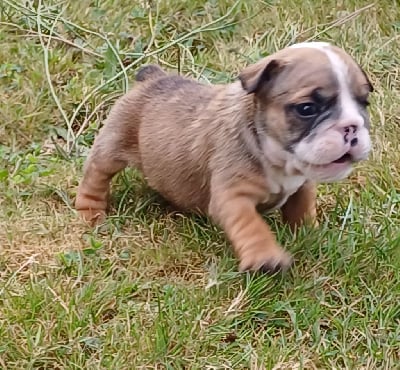 Violette - Bulldog Anglais