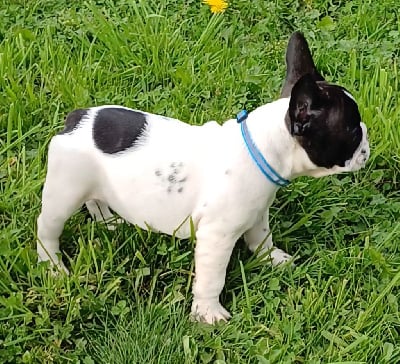 Les chiots de Bouledogue français