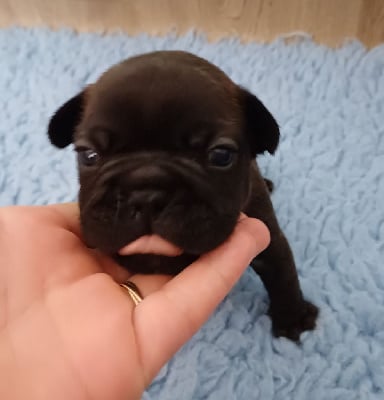 Les chiots de Bouledogue français