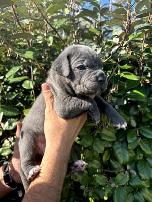 Les chiots de Cane Corso