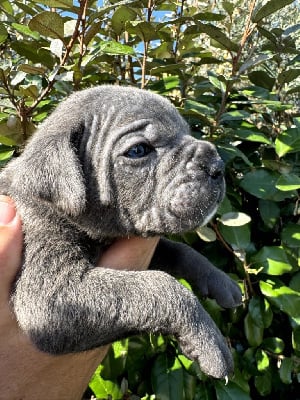 Les chiots de Cane Corso