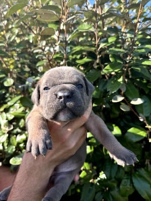 Les chiots de Cane Corso