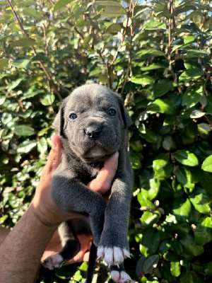 Les chiots de Cane Corso