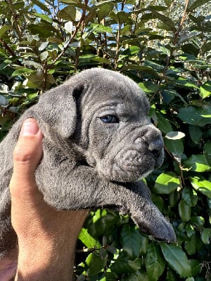 Les chiots de Cane Corso