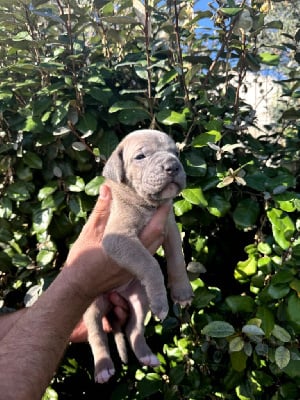 Les chiots de Cane Corso