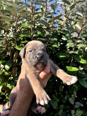 Les chiots de Cane Corso