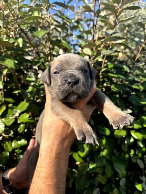 Les chiots de Cane Corso