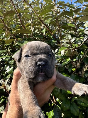 Les chiots de Cane Corso