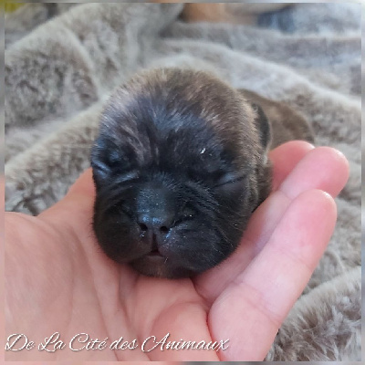 Les chiots de Bouledogue français