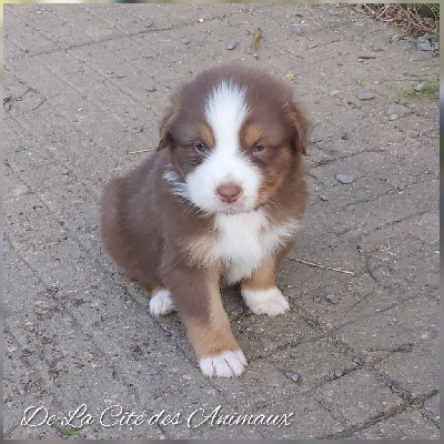 Les chiots de Berger Australien