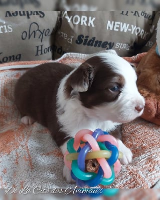 Les chiots de Berger Australien