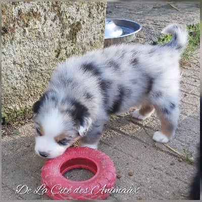 Les chiots de Berger Australien