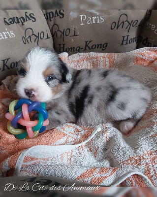 Les chiots de Berger Australien