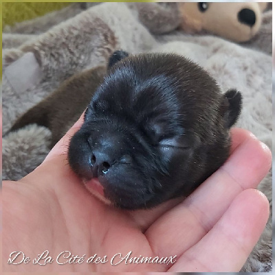 Les chiots de Bouledogue français