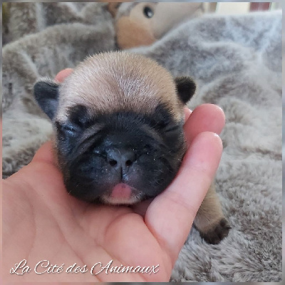 Les chiots de Bouledogue français