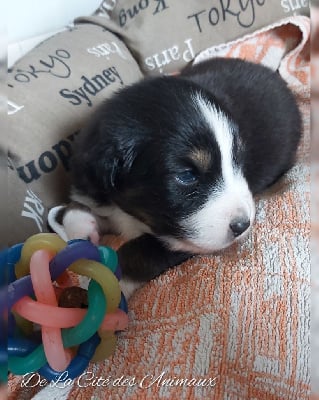 Les chiots de Berger Australien