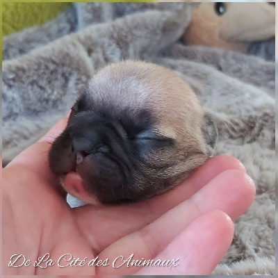 Les chiots de Bouledogue français