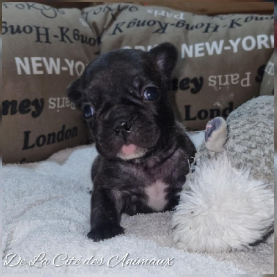 Les chiots de Bouledogue français