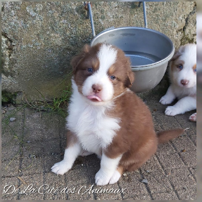 Les chiots de Berger Australien