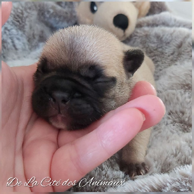 Les chiots de Bouledogue français