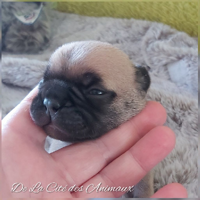 Les chiots de Bouledogue français