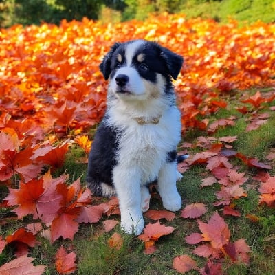 Les chiots de Berger Australien