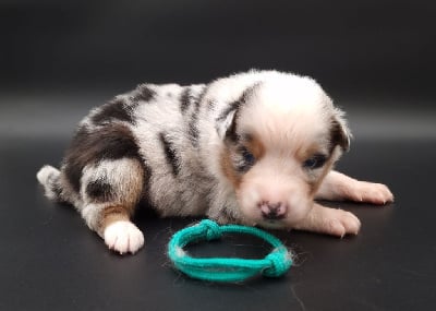 Les chiots de Berger Australien