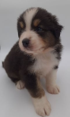 CHIOT 3 - Berger Australien