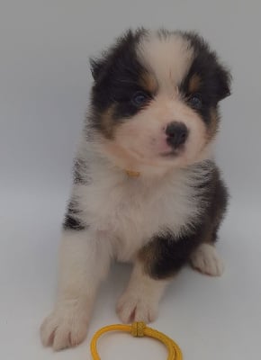 Les chiots de Berger Australien