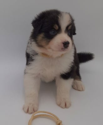 Les chiots de Berger Australien