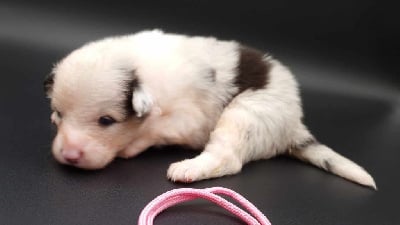 Les chiots de Berger Australien