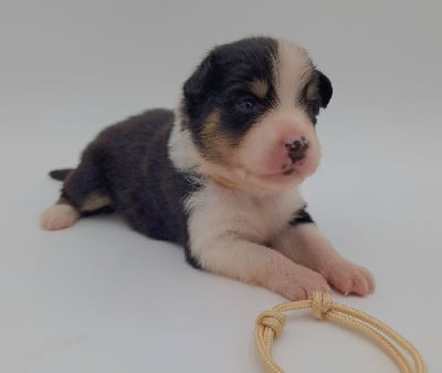 Les chiots de Berger Australien