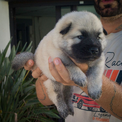 Les chiots de Eurasier