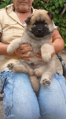 Les chiots de Eurasier