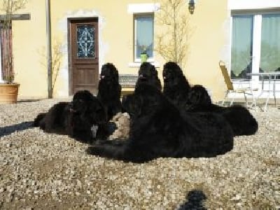 Des Ours Noirs Du Puits D'Havenat