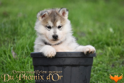 Les chiots de Siberian Husky