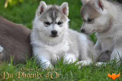 Les chiots de Siberian Husky