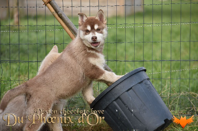 Les chiots de Siberian Husky