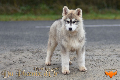 Les chiots de Siberian Husky