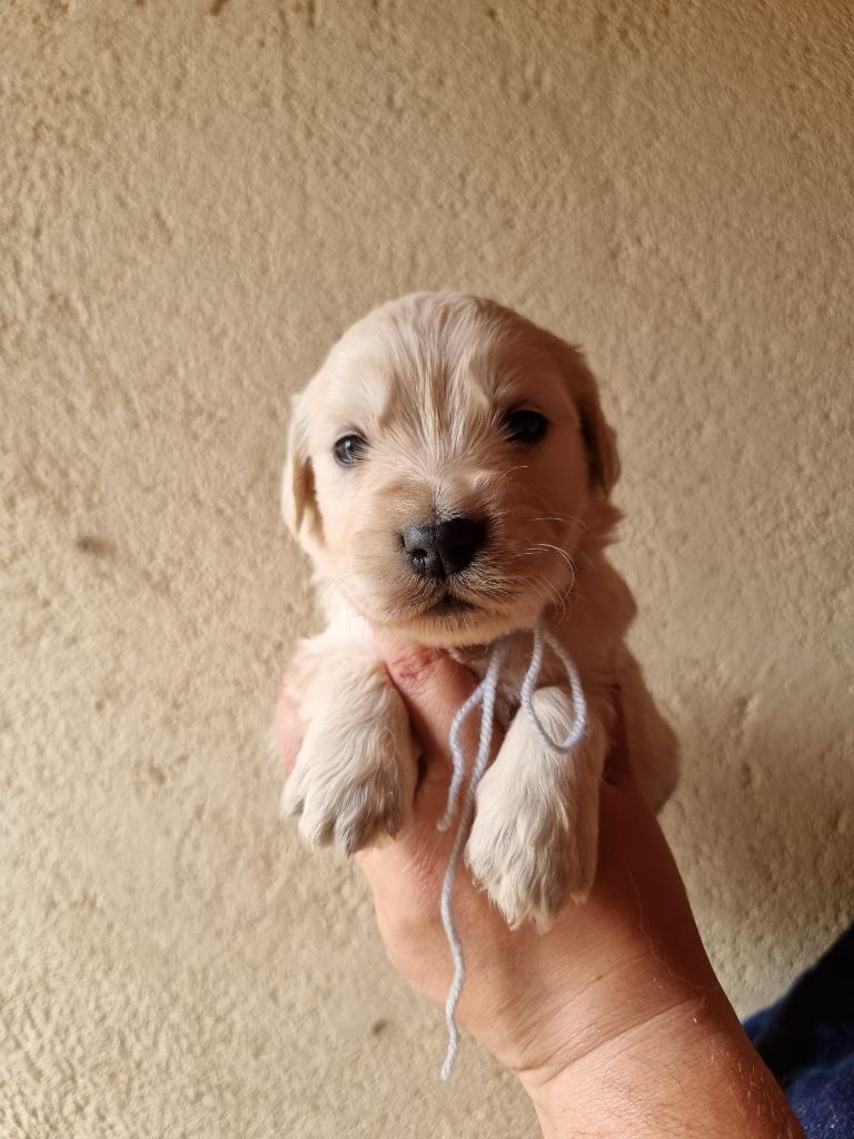 CHIOT collier gris - Golden Retriever