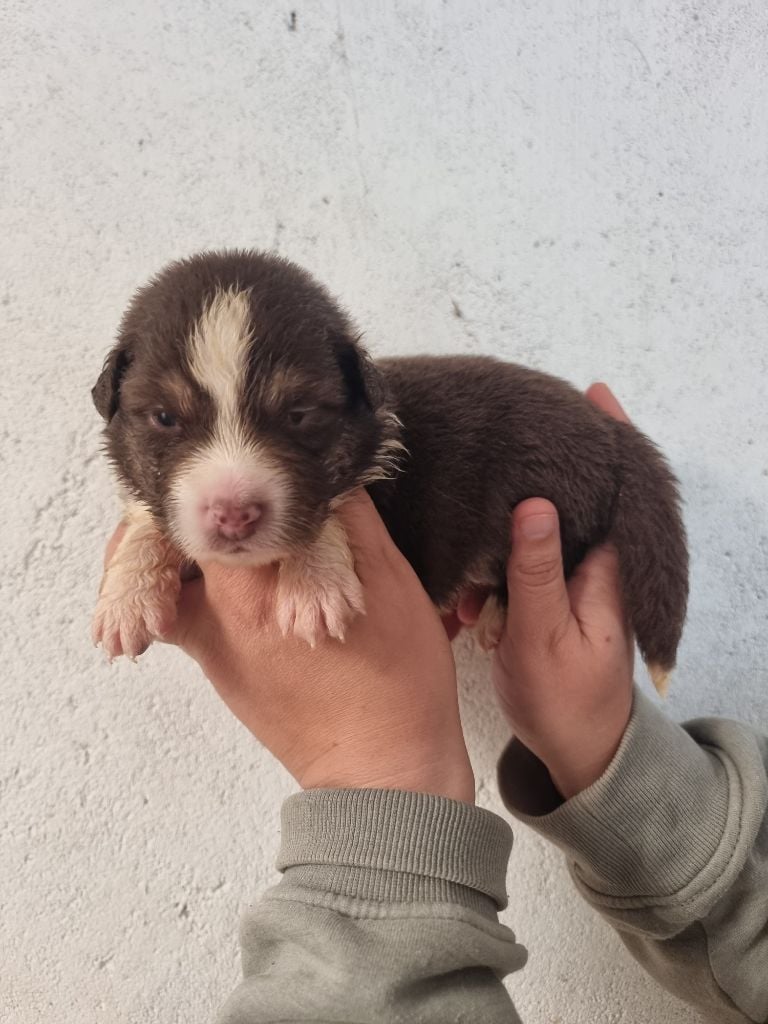 CHIOT 7 - Berger Australien