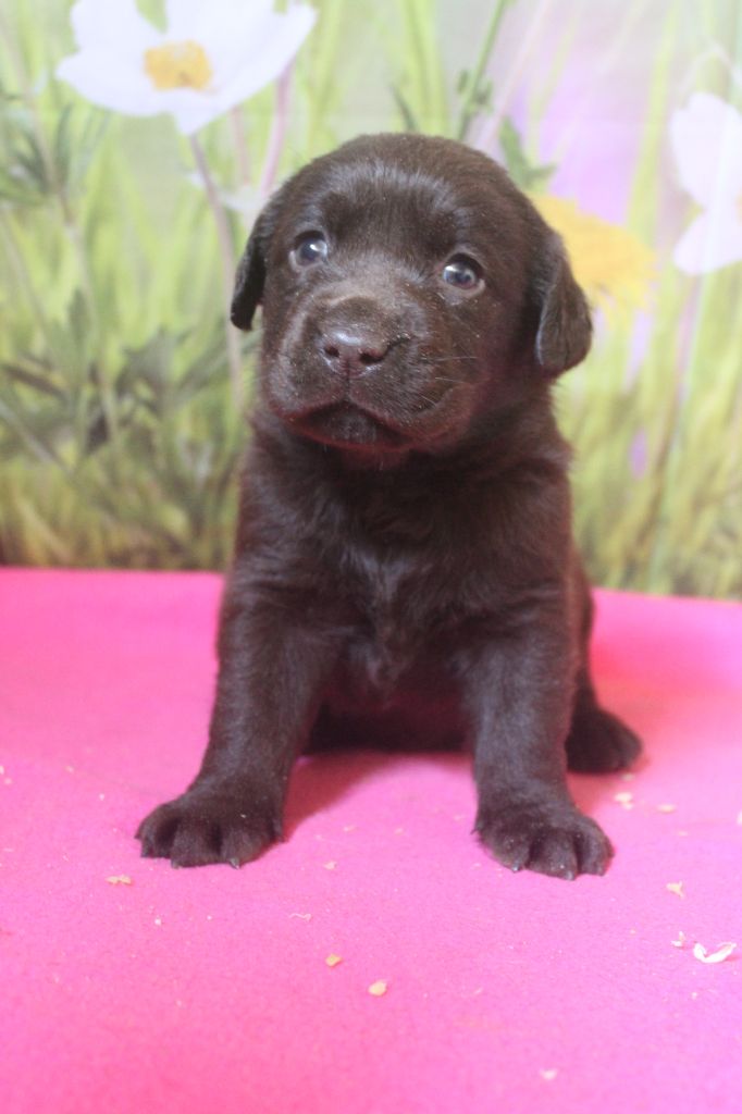 CHIOT sans collier - Labrador Retriever