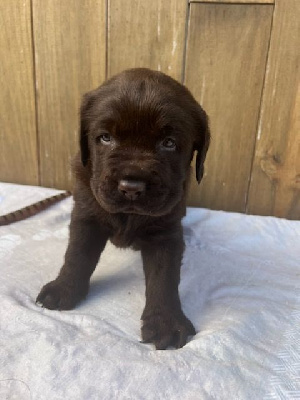 Les chiots de Labrador Retriever