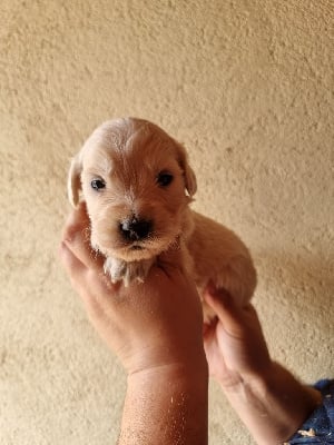 Les chiots de Golden Retriever