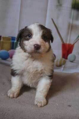 Les chiots de Berger Australien