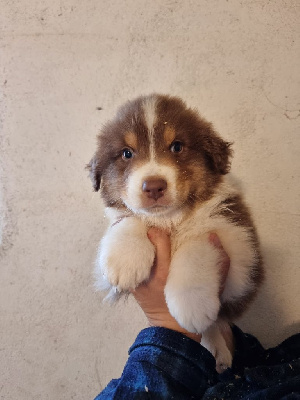 Les chiots de Berger Australien